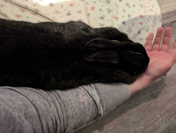 Black rabbit lying stretched out on owner's arm, showing how pets take over personal space comfortably.