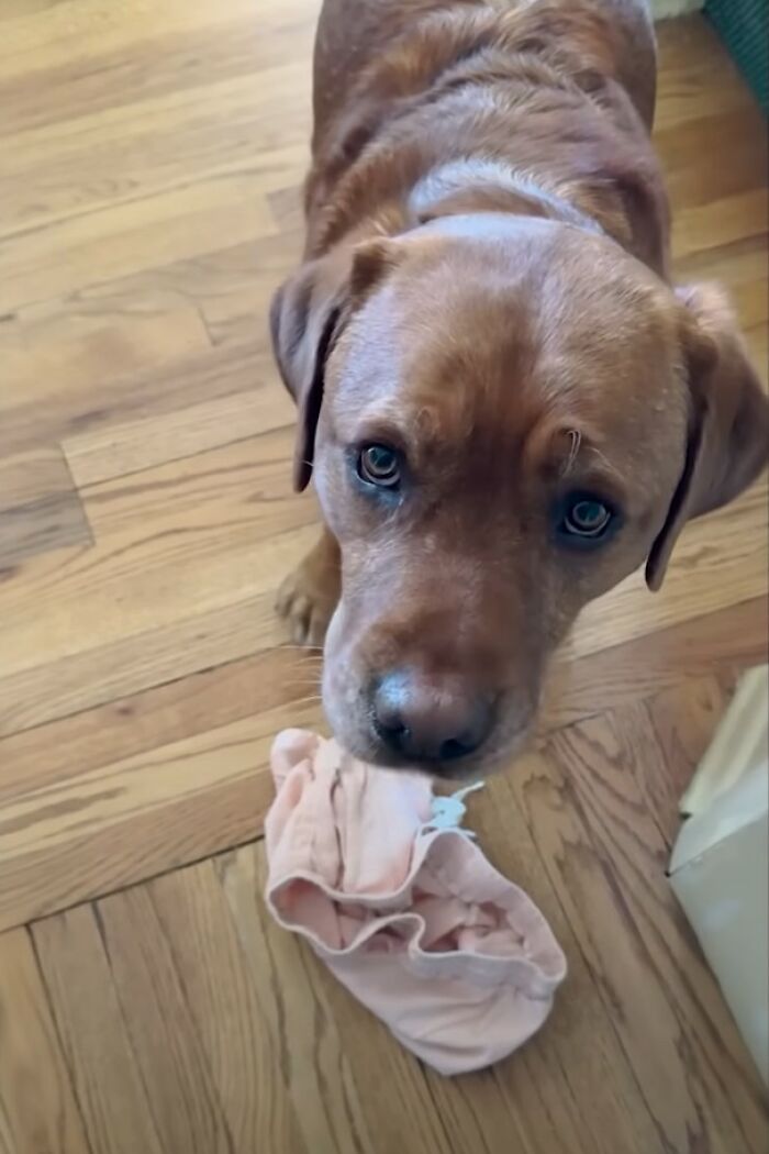 Brown dog rejected from service dog training holding a random item in its mouth, standing on wooden floor.