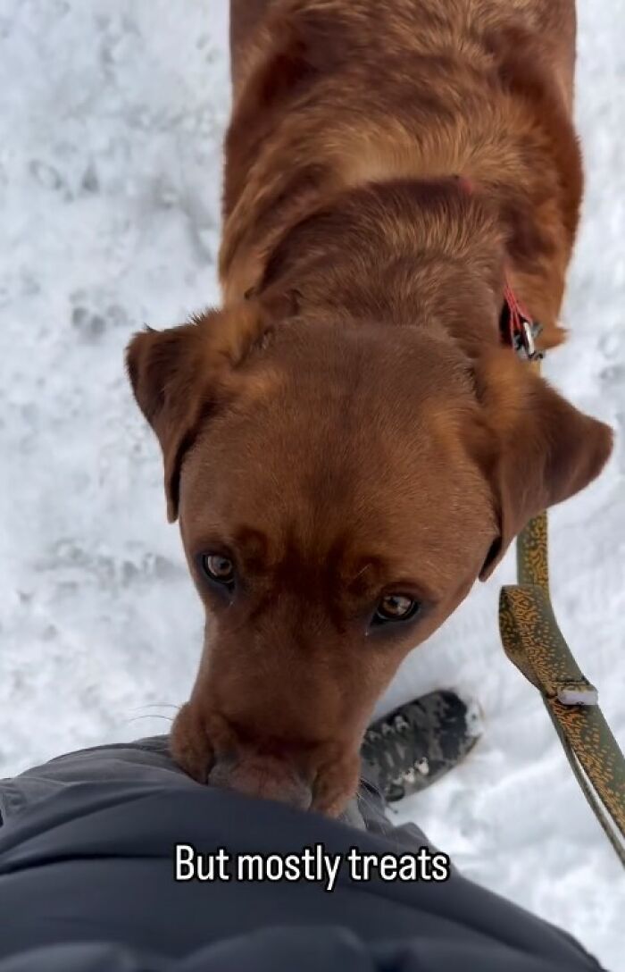 Brown dog rejected from service dog training looking up while on a leash in the snow, bringing joy to his owner