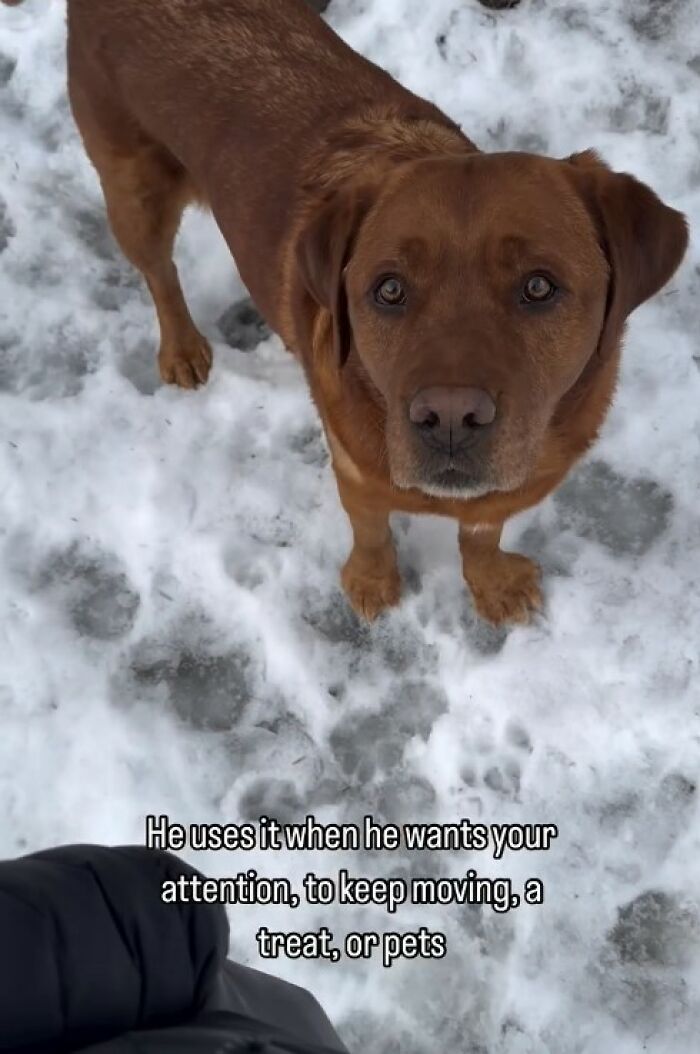 Brown dog standing on snow looking up, showing behavior to get attention, related to service dog training rejection.