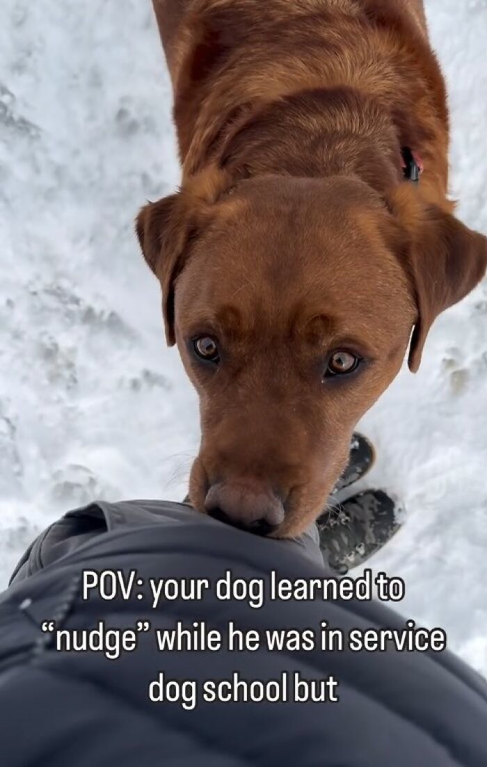 Brown dog nudging owner's jacket outside in snow, showing affection despite being rejected from service dog training.