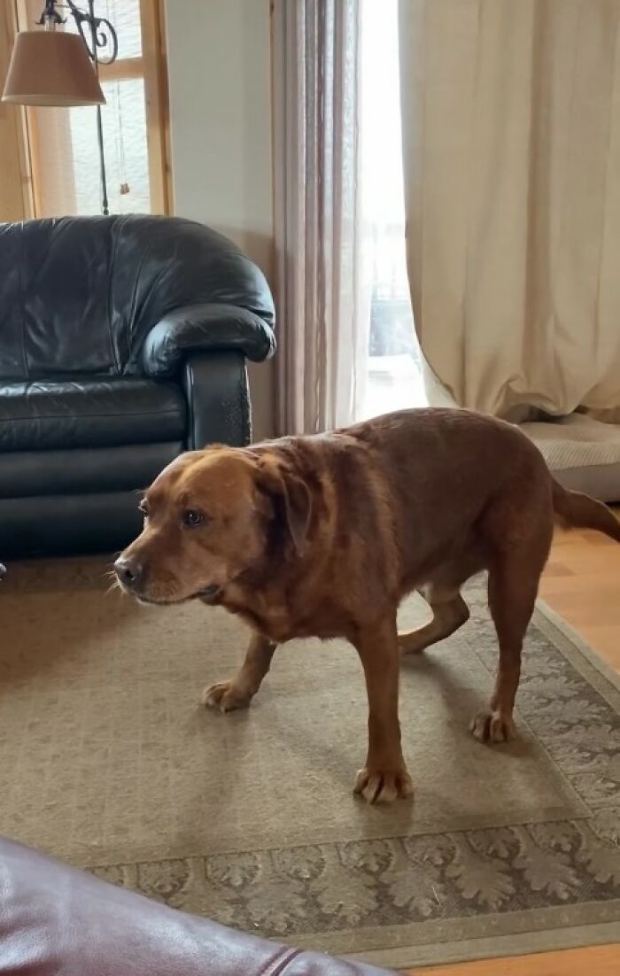 Brown dog standing on a carpet in a living room near a black leather couch, showing joy despite service dog training rejection.