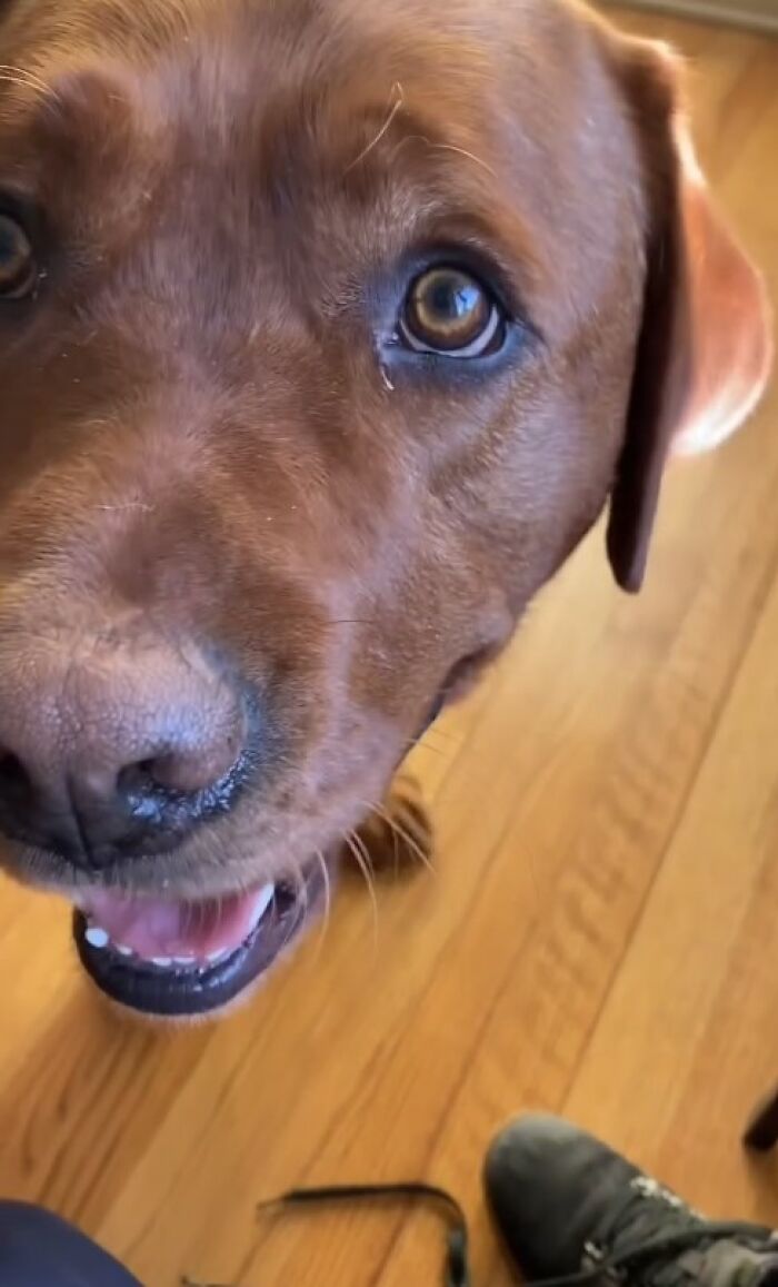 Close-up of a brown dog bringing random items indoors, showcasing joy despite being rejected from service dog training. Close-up of a brown dog bringing random items indoors, showcasing joy despite being rejected from service dog training.
