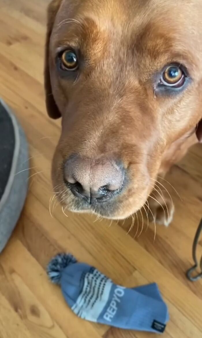 Close-up of a dog rejected from service dog training, with a blue winter hat on the wooden floor nearby.