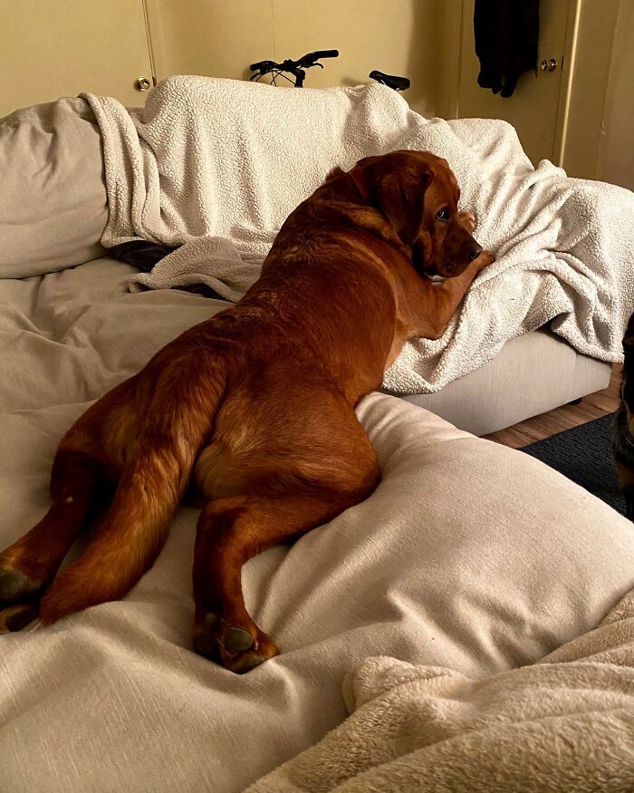 Brown dog lying stretched out on a couch covered with blankets, showing relaxed and cozy service dog vibes.