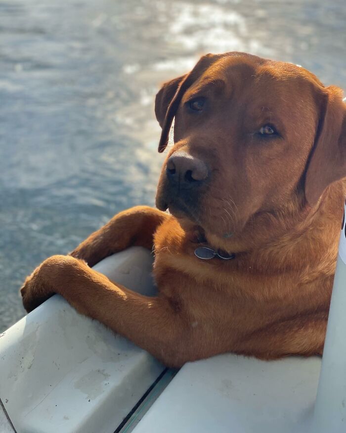 Brown dog named Leo relaxing near water, showcasing joy despite being rejected from service dog training.