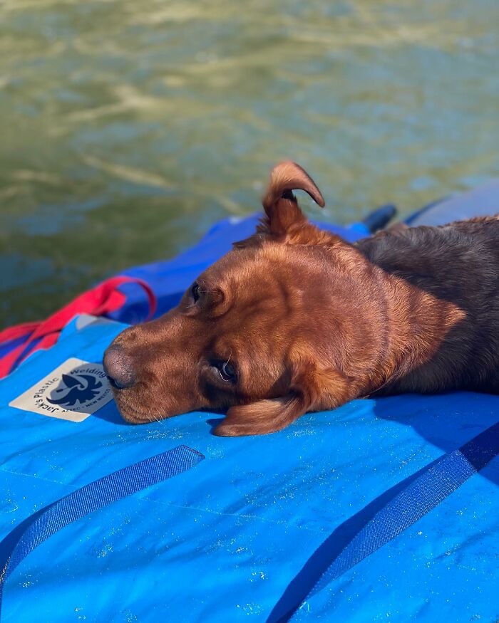 Brown dog named Leo lying on a blue float near water, highlighting rejected service dog training and bringing joy to owner. Brown dog named Leo lying on a blue float near water, highlighting rejected service dog training and bringing joy to owner.