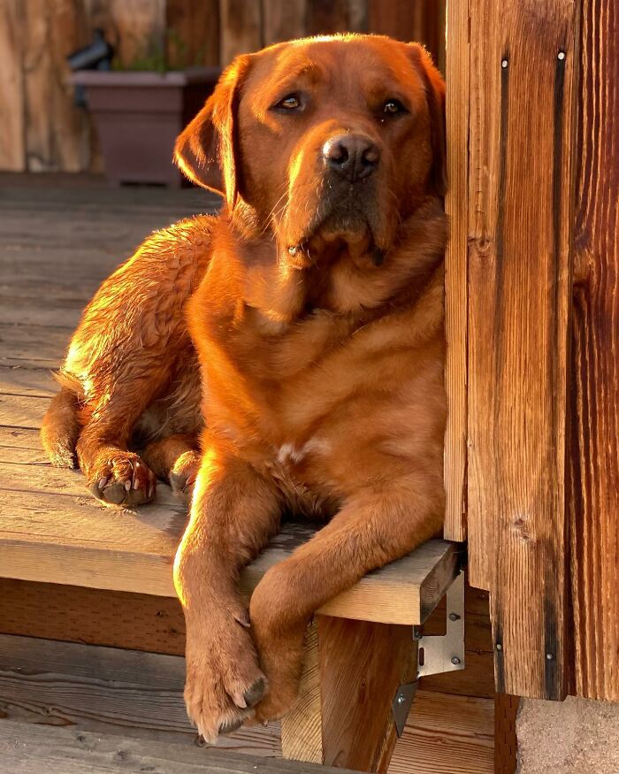 Leo, the dog rejected from service dog training, resting calmly on a wooden porch in warm sunlight. Leo, the dog rejected from service dog training, resting calmly on a wooden porch in warm sunlight.