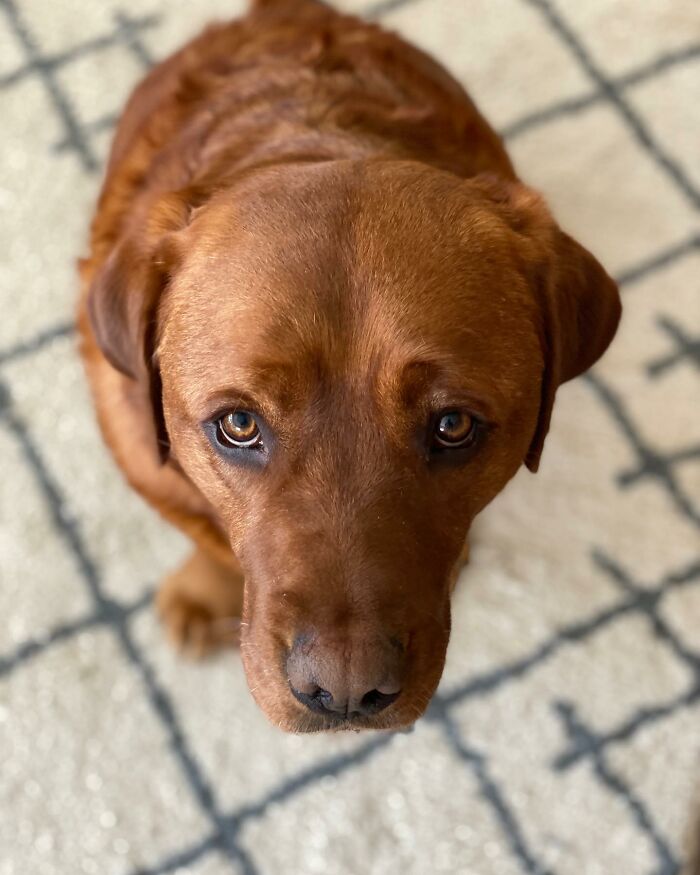 Close-up of a brown dog named Leo, rejected from service dog training, looking up with soulful eyes on a patterned rug.