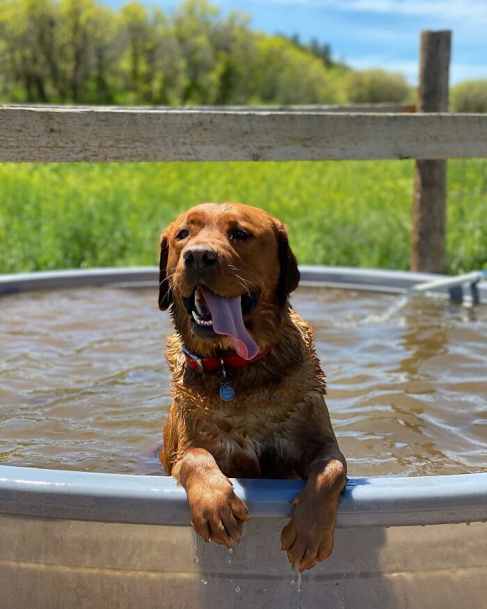 Brown dog enjoying a bath outside, bringing joy despite being rejected from service dog training.