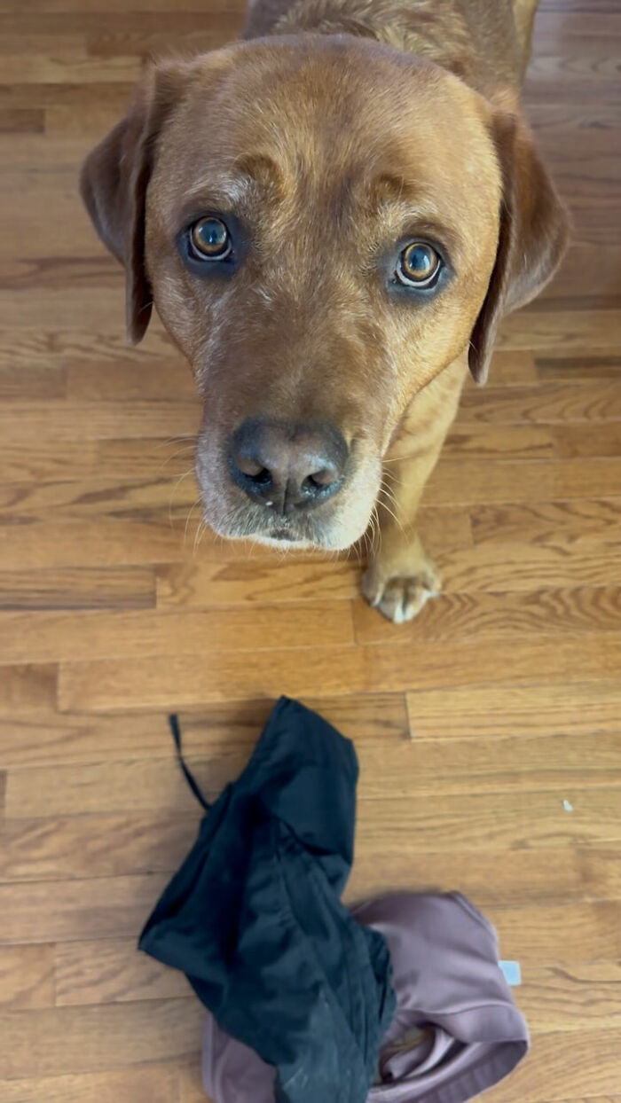 Brown dog rejected from service dog training looking up with random items on wooden floor below. Brown dog rejected from service dog training looking up with random items on wooden floor below.