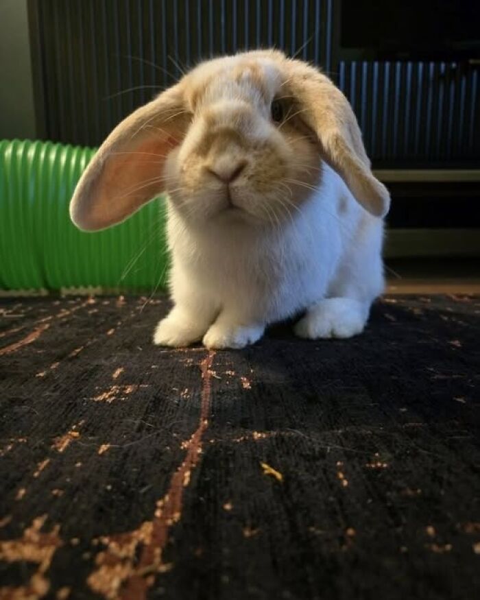 Fluffy rabbit with long ears sitting on a dark carpet indoors, showcasing deceptive fluffball charm of rabbit owners' posts.