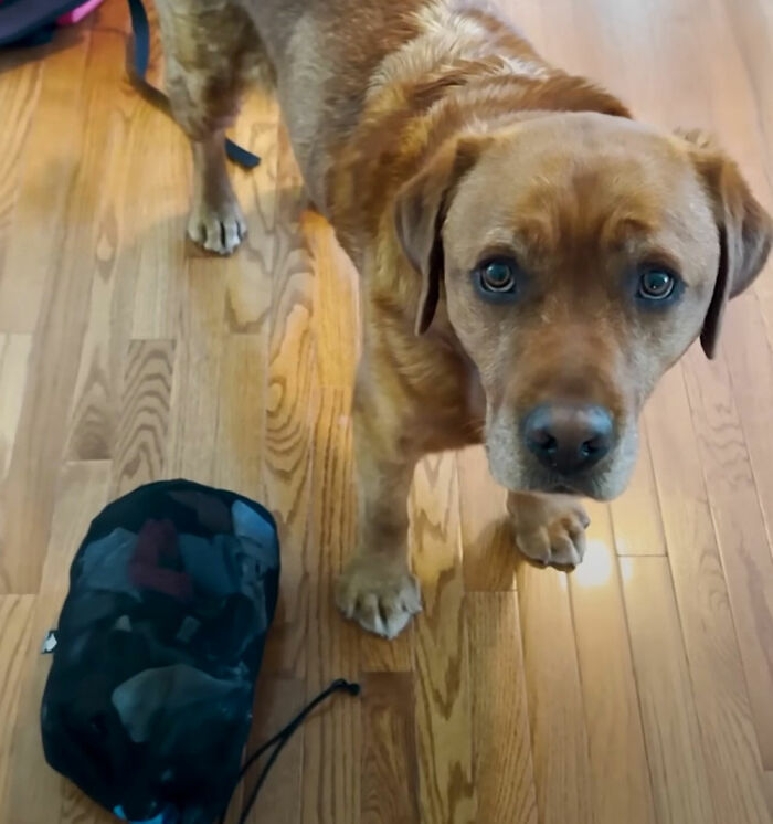 Brown dog standing on wooden floor next to a bag, showcasing his unique service dog training journey. Brown dog standing on wooden floor next to a bag, showcasing his unique service dog training journey.