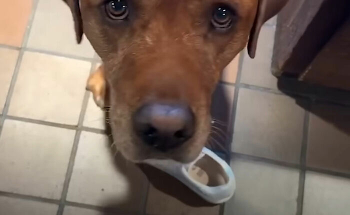 Close-up of a dog rejected from service dog training holding a random shoe, bringing joy to its owner. Close-up of a dog rejected from service dog training holding a random shoe, bringing joy to its owner.