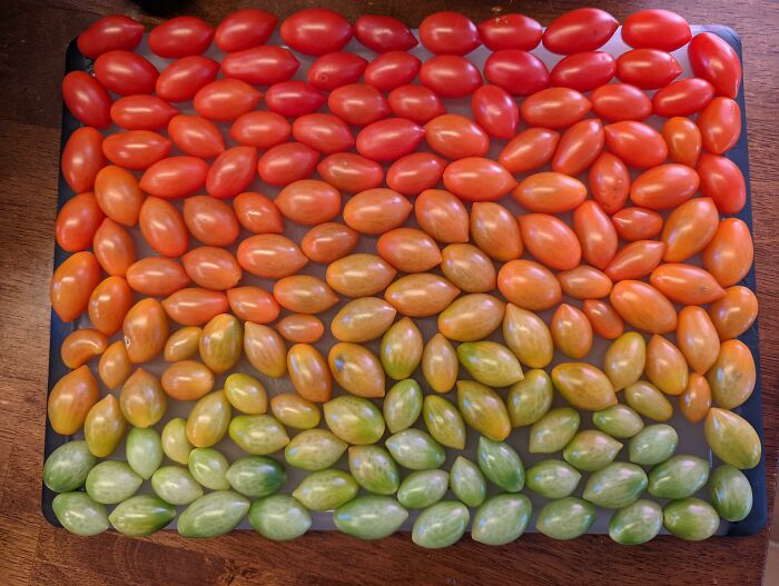 Rows of grape tomatoes organized by color gradient from green to red, illustrating all things knolled and satisfying order.