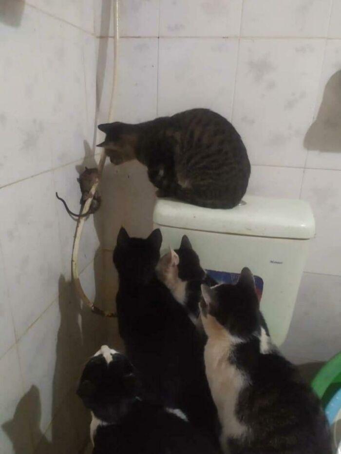 Five cats frozen in a frame staring at a mouse caught on a pipe in a tiled bathroom setting.