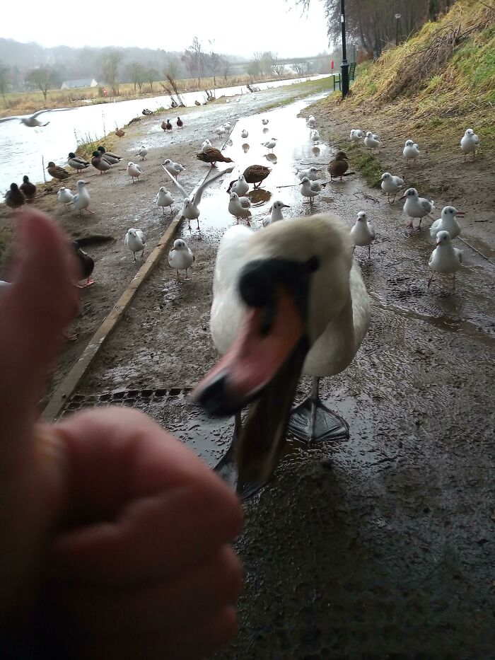 Swan and various birds gathered on a muddy path near water, captured in a frozen frame without showing aftermath.