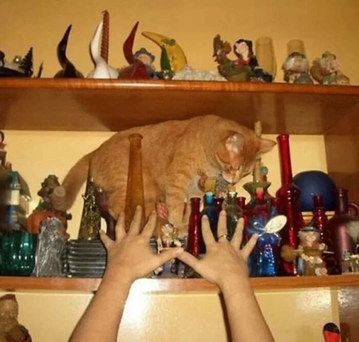 Cat caught in frozen frame perched on a shelf with glass bottles and hands reaching up beneath it.