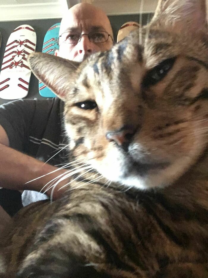 Close-up selfie of a cat with a blurred man in the background showcasing animals who can take better selfies.