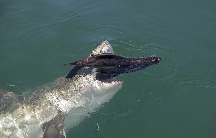 Great white shark captured in a frozen frame while catching prey, illustrating intense action without showing the aftermath.