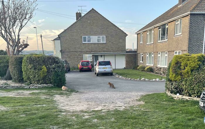 Suburban driveway with two parked cars, two cats in mid-action, and hedges under a clear sky frozen frames moment.