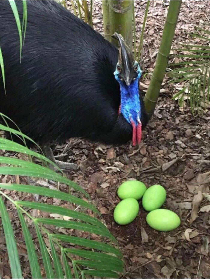 Cassowary bird beside nest with four bright green eggs, captured as a frozen frame moment in nature.