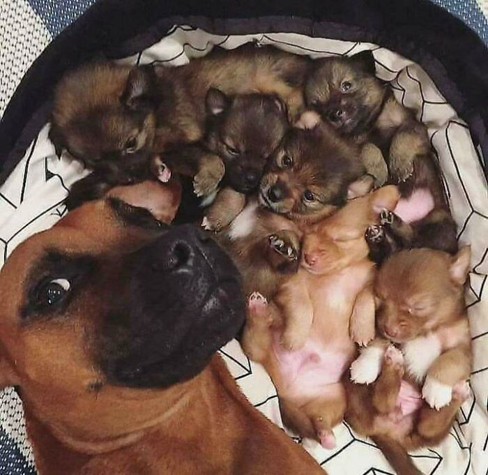Dog and puppies taking a cute animal selfie together, showcasing adorable moments only animals can capture better.