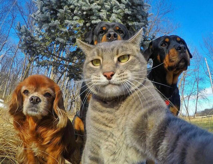 Cat and three dogs posing outdoors for a funny selfie, showcasing animals who can take a better selfie than humans.