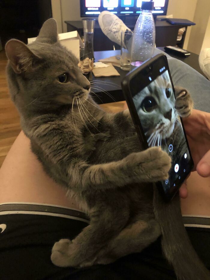 Gray cat lying on a person's lap holding a smartphone, capturing a close-up selfie with adorable wide eyes.