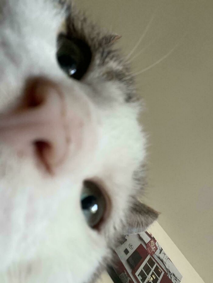 Close-up selfie of a curious cat with blue eyes looking directly at the camera, showcasing animals who can take better selfies.