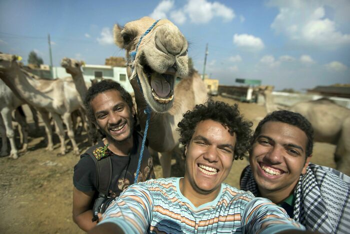 Three young men smiling for a selfie with a camel showing its teeth, highlighting animals who can take better selfies.