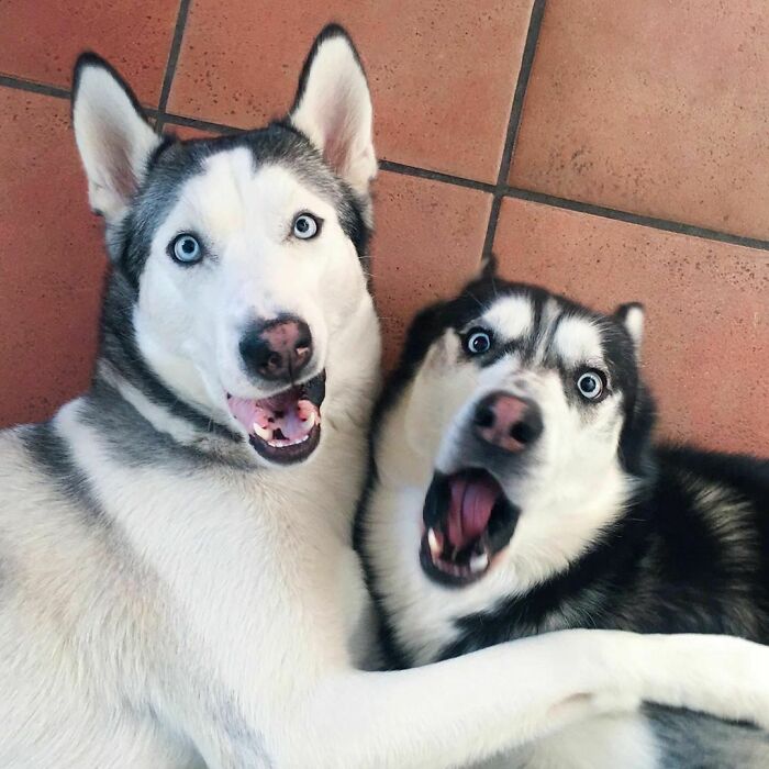 Two huskies with bright blue eyes posing playfully for an adorable selfie among animals who can take better selfies.