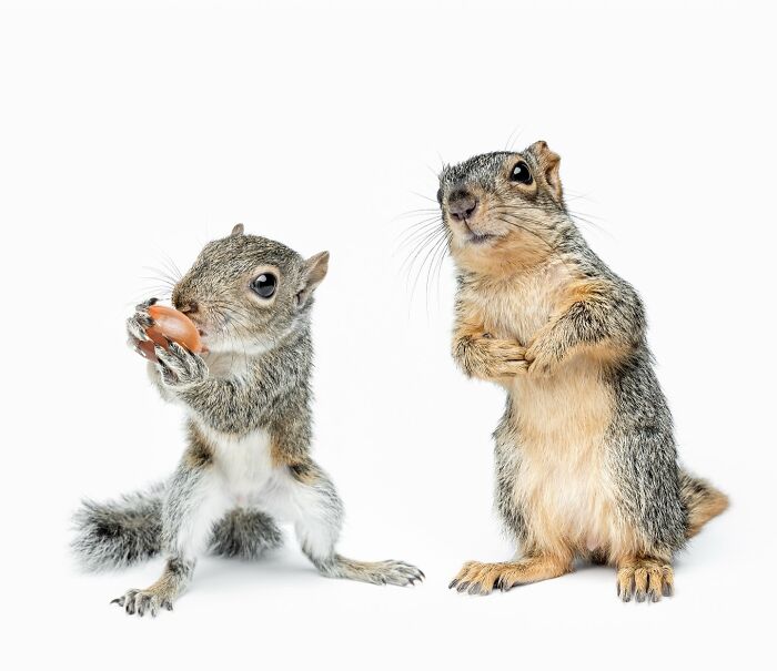 Two squirrels with priceless expressions, one holding a nut, captured by Greg Murray in detailed animal photography.