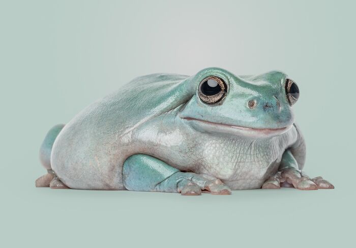 Close-up of a blue tree frog with expressive face photographed by Greg Murray capturing unique animal expressions.