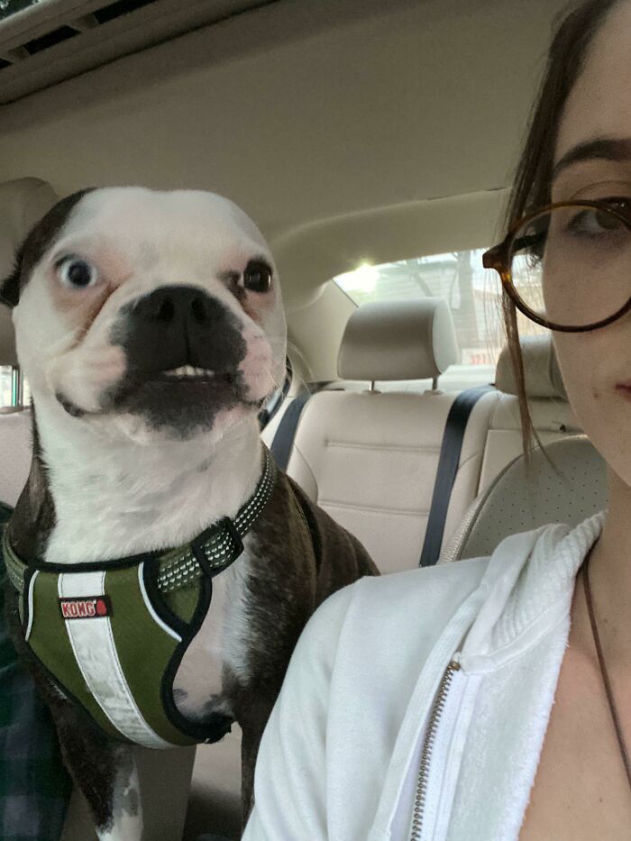 Dog wearing green harness taking a selfie with person inside a car showcasing animals who can take better selfies.