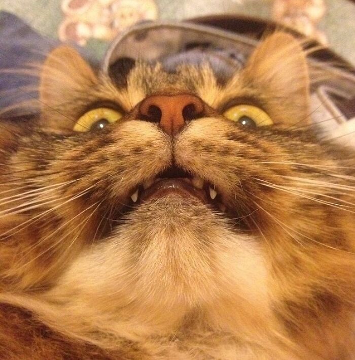Close-up of a cat’s face with wide eyes and visible teeth, showcasing animals who can take better selfies.