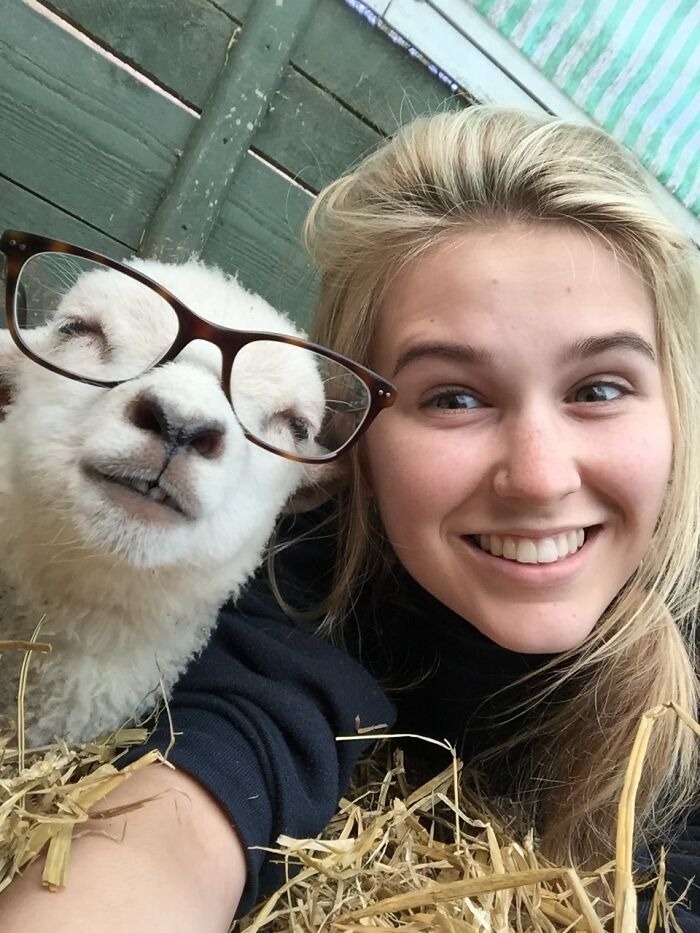 Young woman smiling next to a sheep wearing glasses, showcasing one of the animals who can take a better selfie.