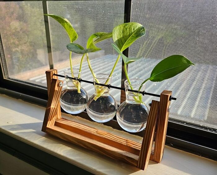 Wooden frame holding three round glass vases with green plant cuttings, an unusual novelty find for home decor.