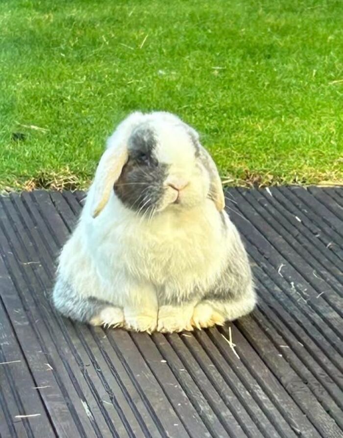 Rabbit sitting on wooden deck in garden showing fluffy deceptive fluffball behavior of rabbit owners' pets