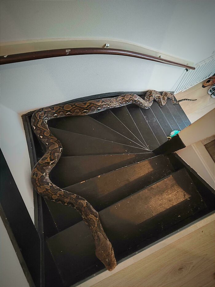 Large snake lying across black stairs inside a house representing Airbnb insanity and risk without insurance measures.