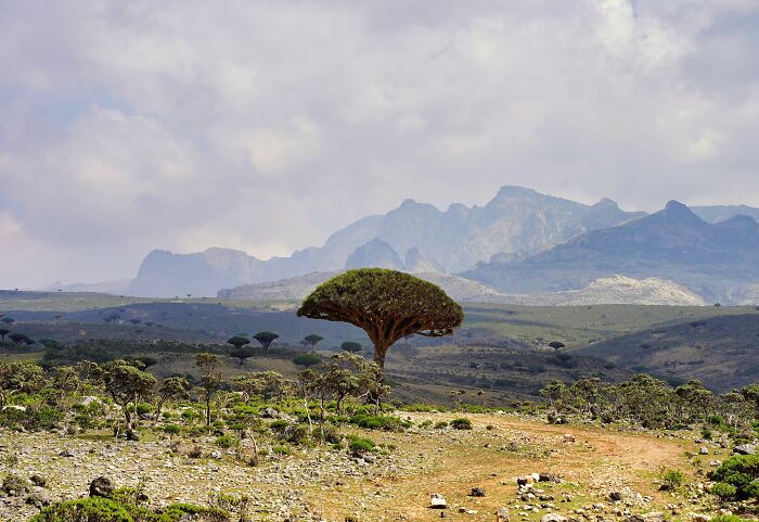 Dragon blood tree in a remote location with rocky land and mountains under a cloudy sky, showcasing unique natural beauty.