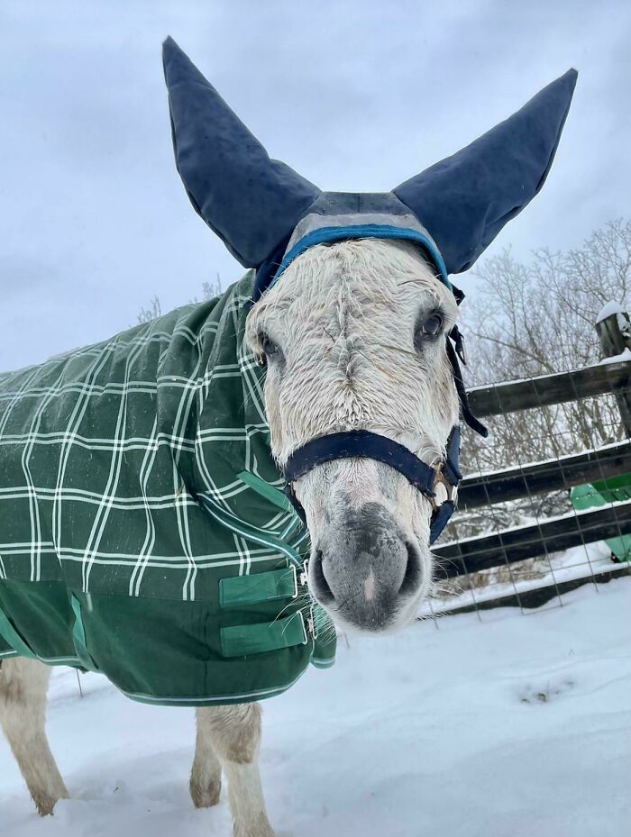 Donkey wearing a green plaid coat and protective ear covers standing in snowy outdoor setting showcasing creative projects.