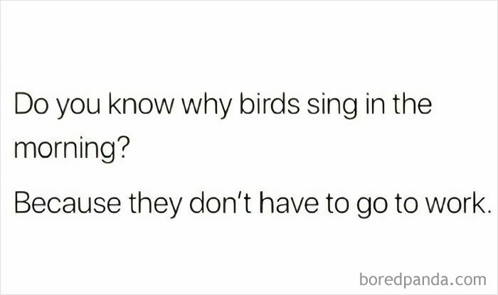Text meme humor about birds singing in the morning because they don't have to work, funny memes to scroll.