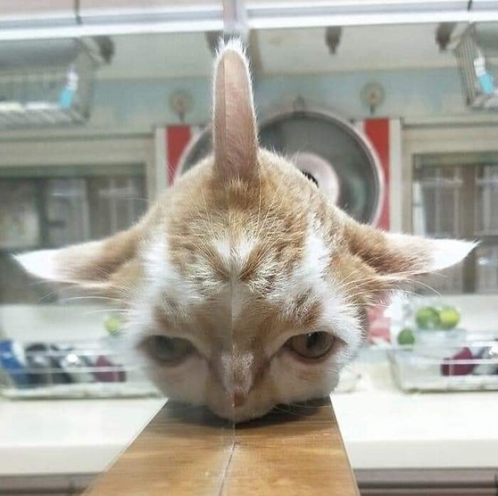 Cat face pressed against a glass surface creating a funny distorted reflection in a playful animal nonsense moment.