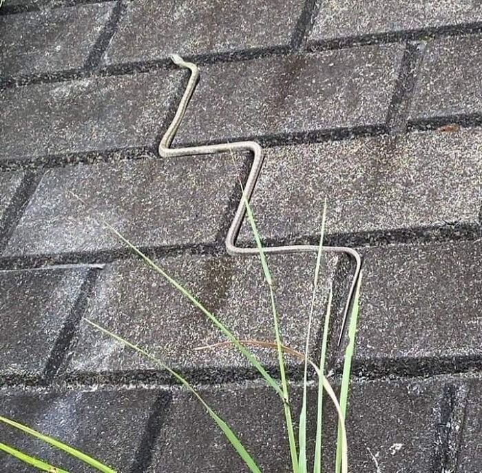 Small snake on pavement taking a zigzag path, one of many animals who woke up and chose nonsense behavior.