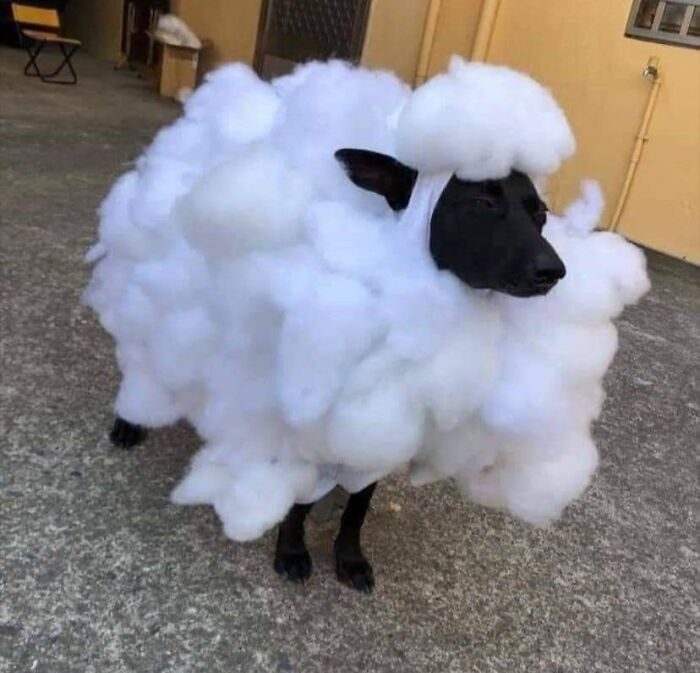 Black dog dressed in a fluffy white costume resembling a sheep, one of the animals who chose nonsense in a funny outfit.