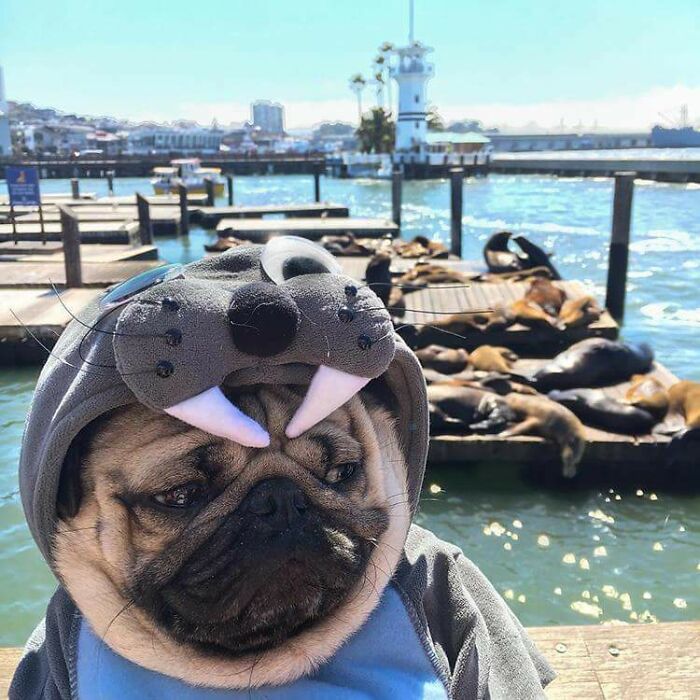 Pug wearing a walrus costume near a dock with sea lions posing for an adorable animal selfie by the water.