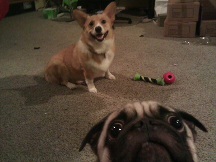 Pug and corgi taking a close-up selfie indoors with toys scattered on the carpet, showcasing animals who can take better selfies.