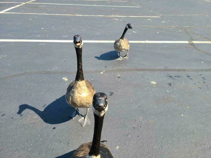 Three curious geese standing on asphalt, appearing to take a better selfie than you with the main SEO keyword animals selfie.