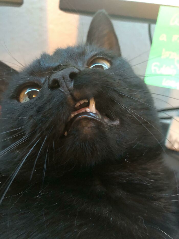 Close-up selfie of a black cat showing teeth and wide eyes, one of the animals who can take a better selfie than you.